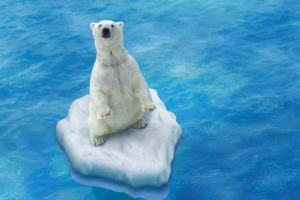 photo of a polar bear trapped on ice