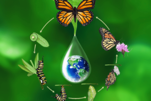 Harmonious, peaceful evolution