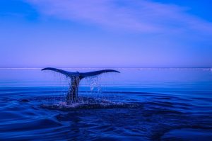 Repopulation of species